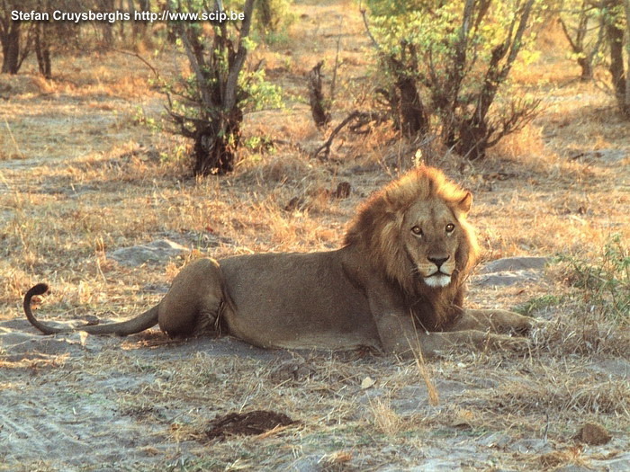 Chobe - Leeuw Een mannetjes leeuw op wacht. Stefan Cruysberghs